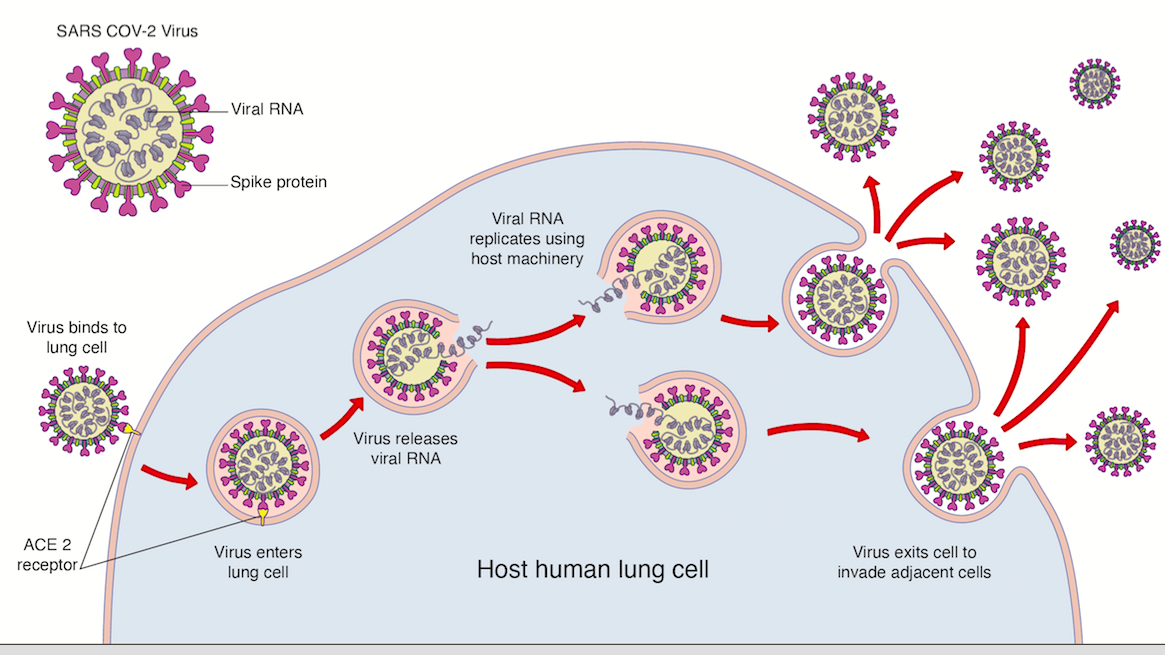 vaccine