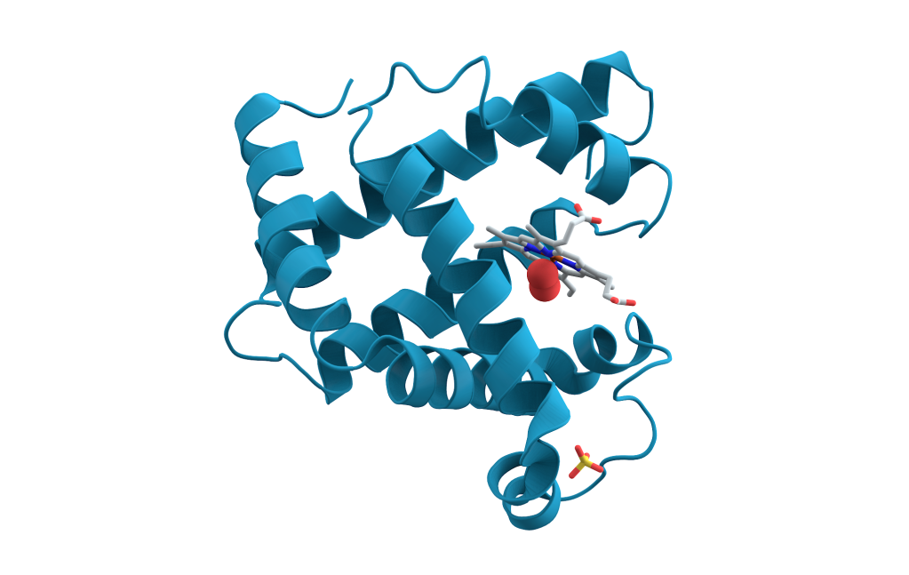 dna myoglobin proteins