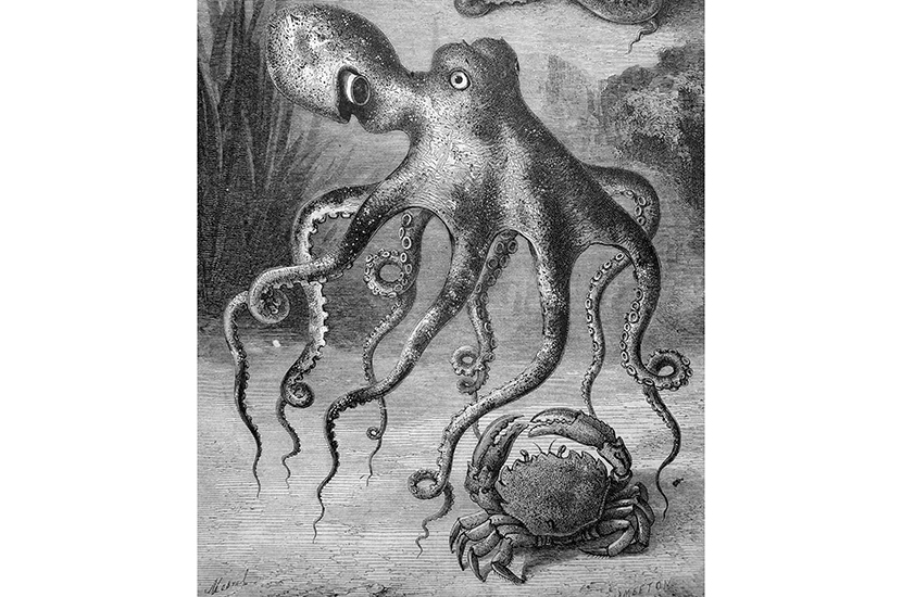 octopus