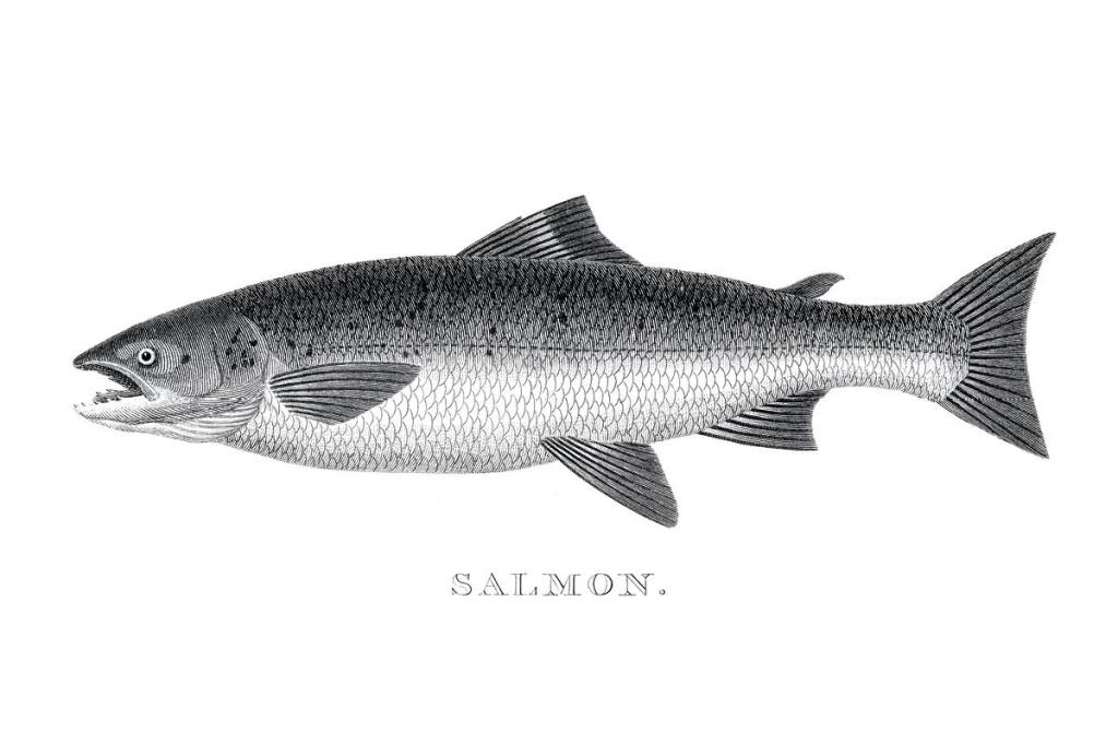 salmon