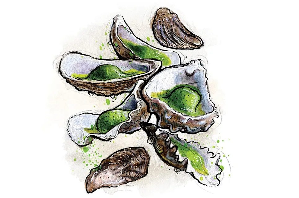 oysters